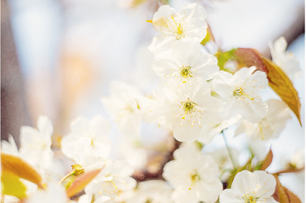 Flowering tree branches in spring, a Nature Photo by yanadjana