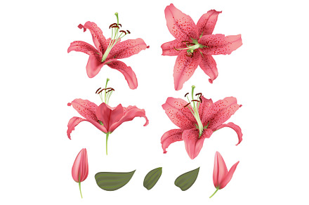 vector realistic lily flower blossom set