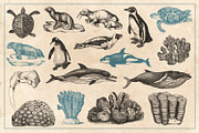 154 Vintage Sea Illustrations, an Animal Illustration by Brigantine Designs (Thumbnail 8 of 10)