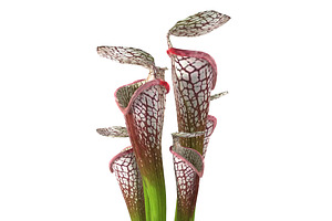 Sarracenia