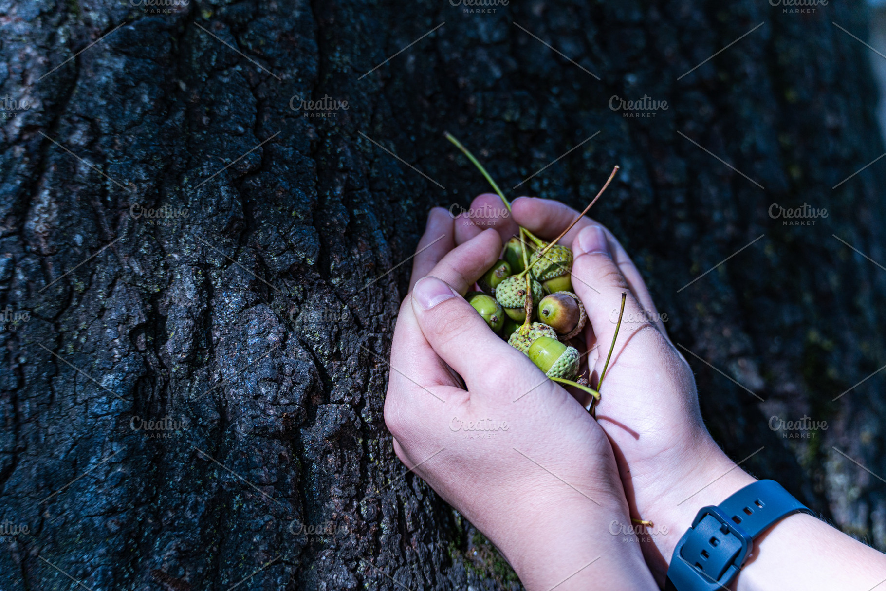 Acorns in the kid's hands on the textured oak background, a Nature Photo by Anna Bogush