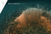 Bellis Simplex, a Pattern Graphic by Vidanoise (Thumbnail 4 of 7)