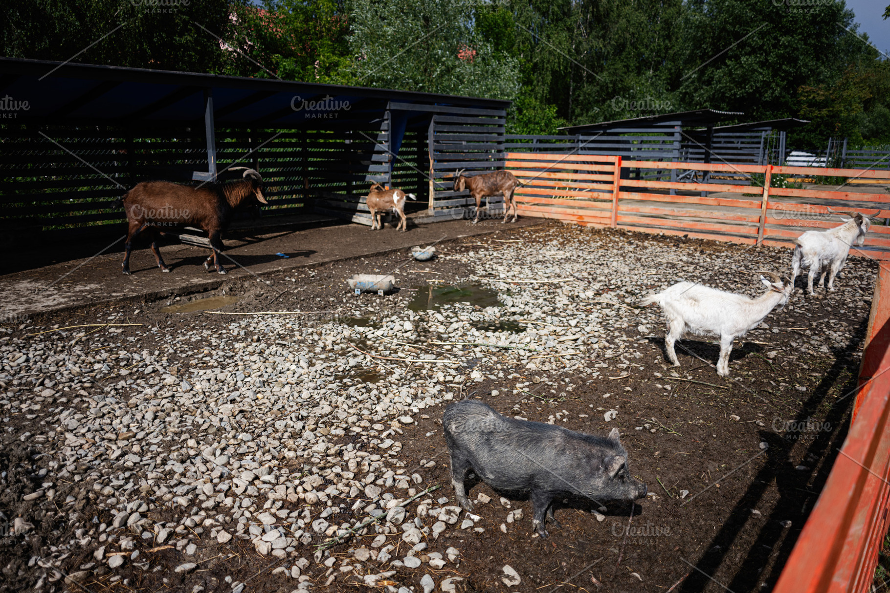 Farm enclosure with goats and a pig during a sunny day outdoors, a Photo by AS photostudio