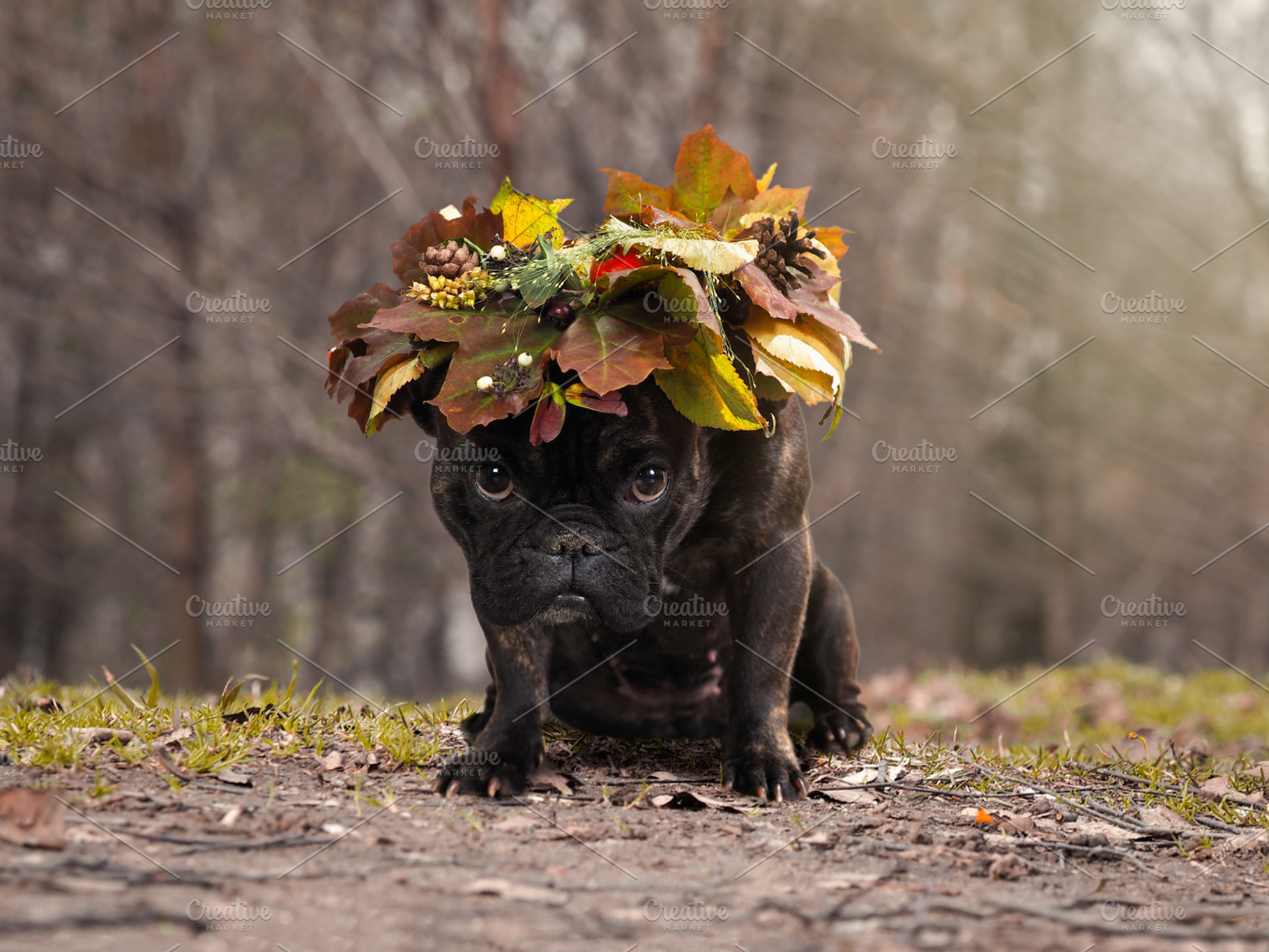 dog sitting outdoors wearing an autumn leaves wreath, an Animal Photo by Kozorog