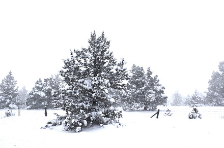 Winter Tree Featuring Picture Photo And Image preview 4