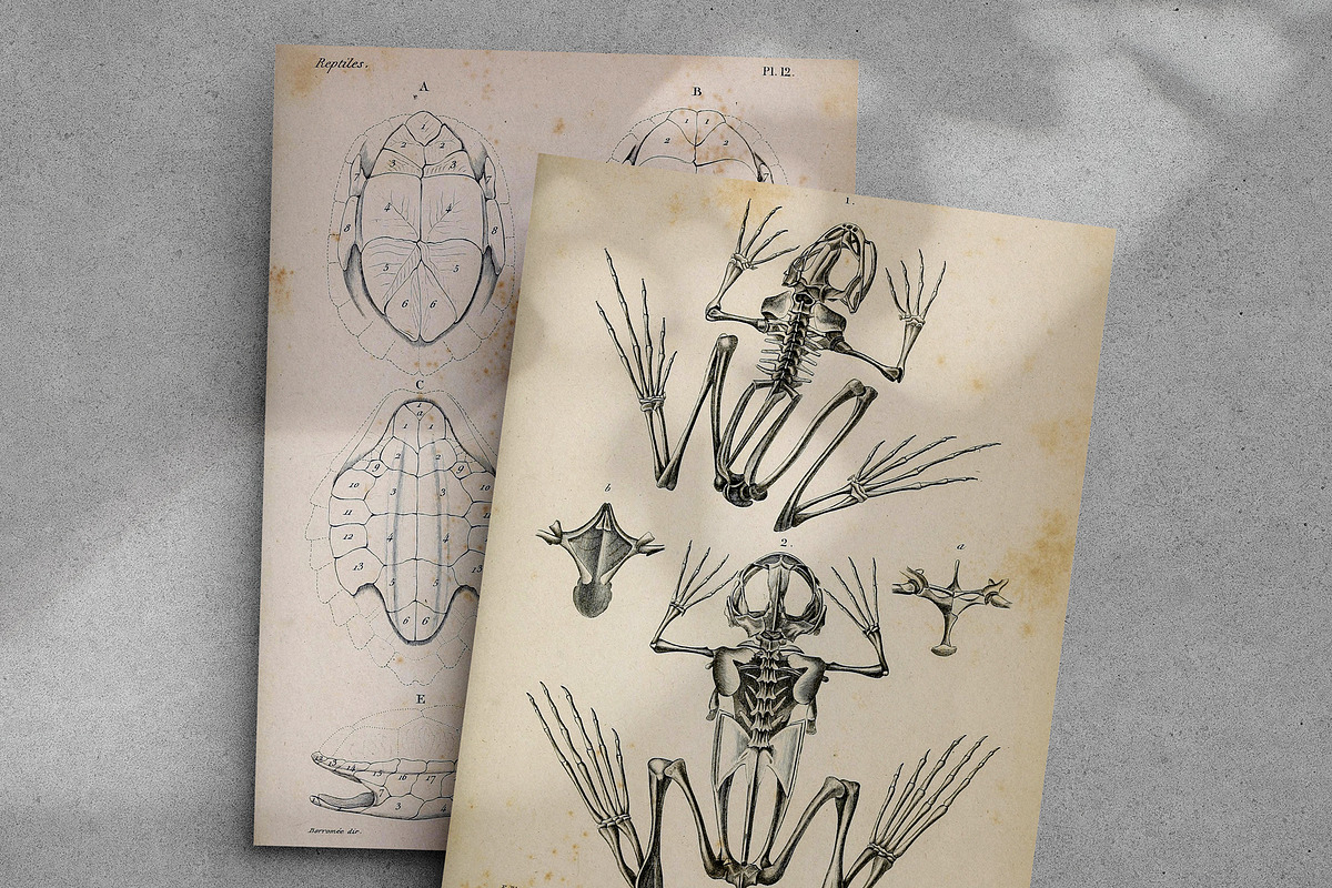 Complete Natural History of Reptiles, an Animal Illustration by Dene Studios (Photo 6 of 11)