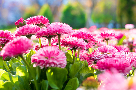 Spring flowers. Marguerite, garden d