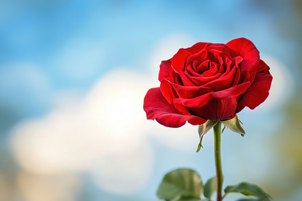 Closeup of a vibrant red rose in ful, a Photo by Iftikhar Alam