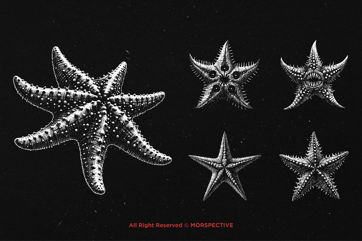 10 Bundle Dark Art Starfish Ocean, an Illustration by Morspective (Photo 5 of 7)