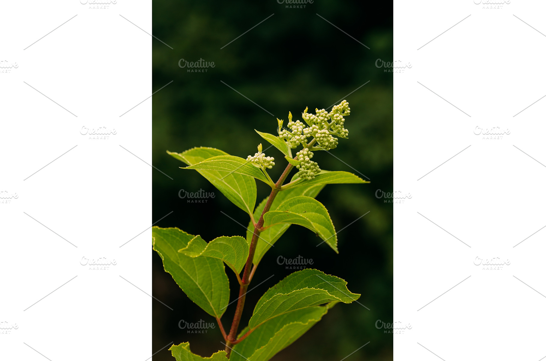 Buds Of Hydrangea Paniculata Siebold, a Nature Photo by Our Amazing ...