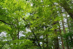 Maple tree forest canopy during summer in Takayama, Japan, a Nature Photo by GoodGoods