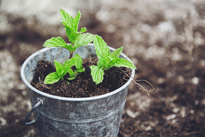 Fresh mint featuring mint, mint green, and leaves