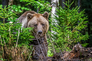 Brown bear foraging in a forested area with green foliage and tr