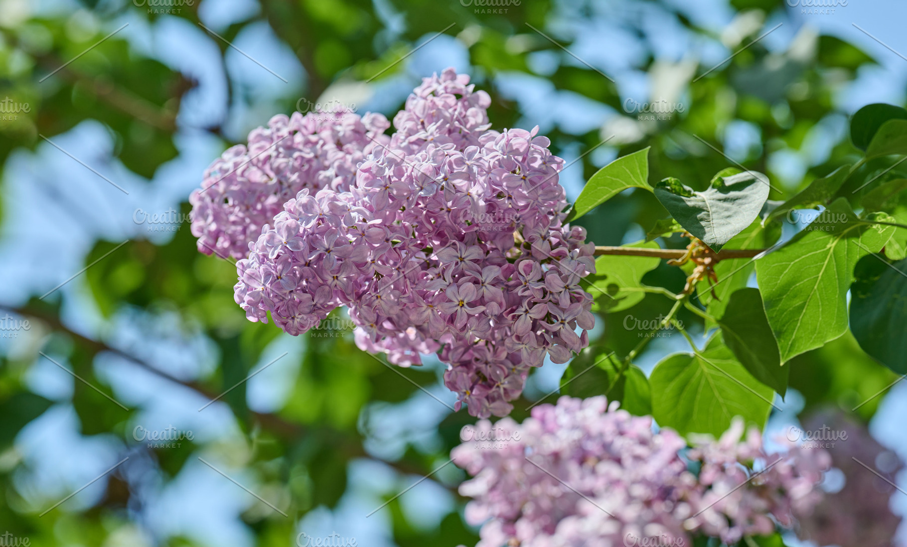 Clusters of purple and light blue lilac flowers Syringa vulgaris, a Nature Photo by ndanko