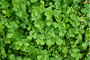 Clover patches with blooming flowers, a Nature Photo by darksoul72