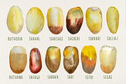 Date Palm - Watercolor Clip Art, an Education Illustration by Tati Bordiu (Thumbnail 3 of 5)