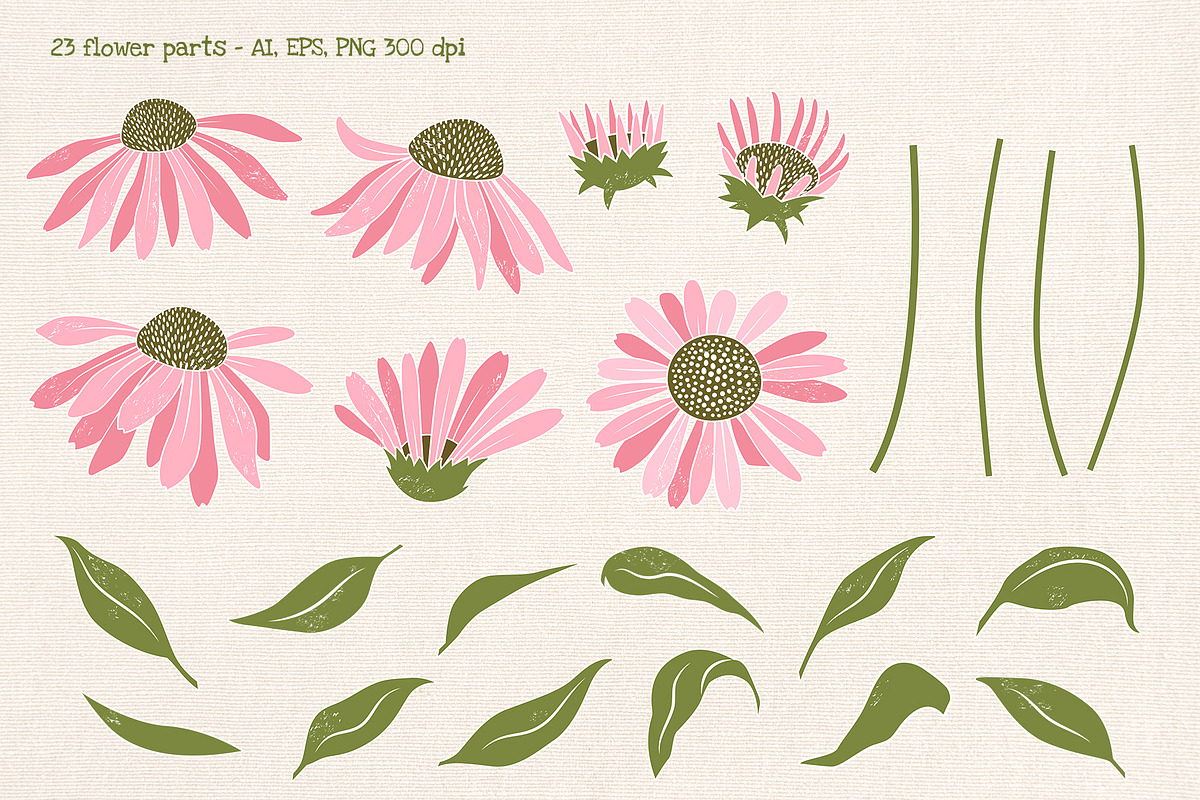 Coneflower Bloom Vector Clipart, an Illustration by Hanna's ArtLab (Photo 3 of 9)