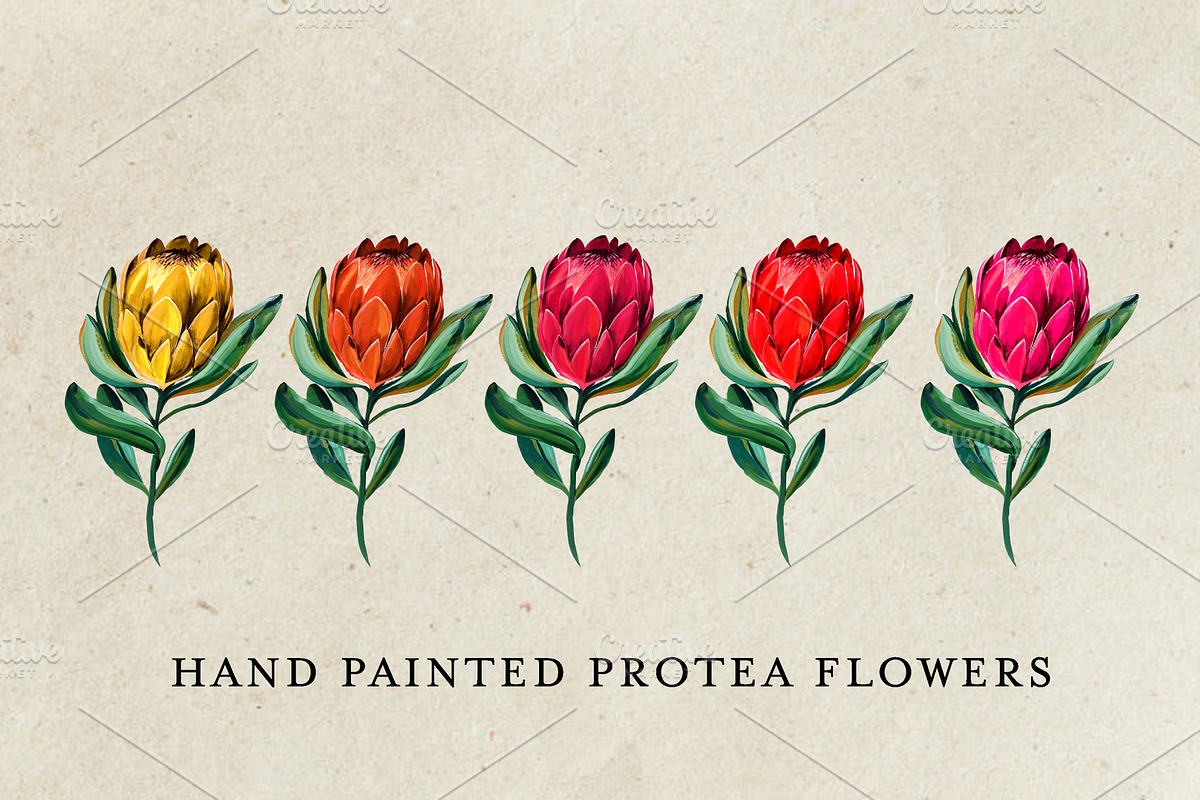 Watercolor King Protea, a Decorative Illustration by Karliefie (Photo 2 of 5)