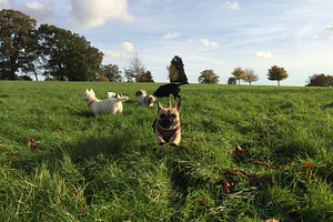 Dogs Running in Field French Bulldog