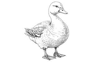 Farm duck engraving. Canard with, a Graphic by LadadikArt