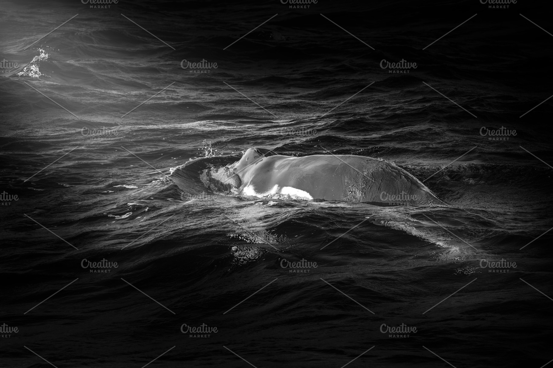Humpback whale calf, an Animal Photo by Rob D Animal Photography