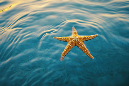 Five-pointed starfish gracefully drifting in azure waters under soft sunlight, an Animal Photo by AlyaAnd