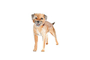 Watercolor Dog Bundle Border Terrier, an Illustration by Foxery Digital (Thumbnail 2 of 4)