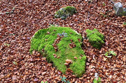Mystic Forest Path Featuring Forest Path And Mystic preview 6