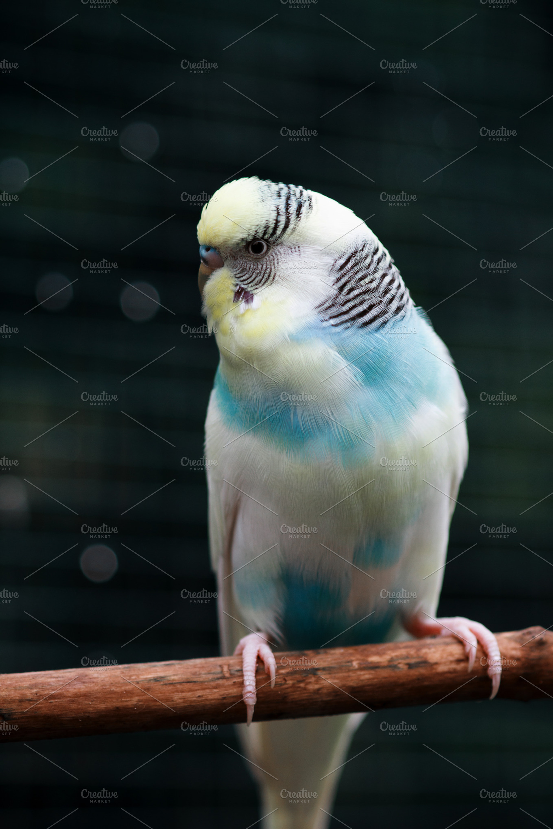A wavy parrot on a branch., an Animal Photo by JS Shop