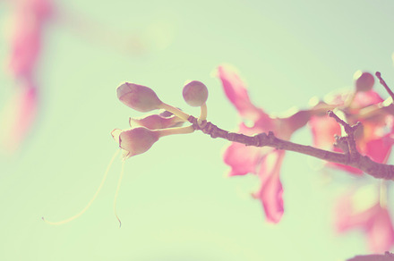 Silk Floss Tree Flower Stock Picture preview 6
