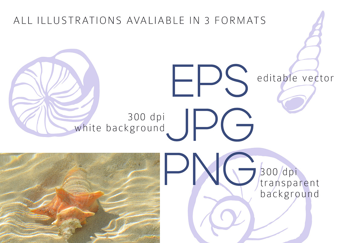 Seashells Hand drawn vector elements, a Seasonal Illustration by Lena Nikolaeva (Photo 13 of 14)