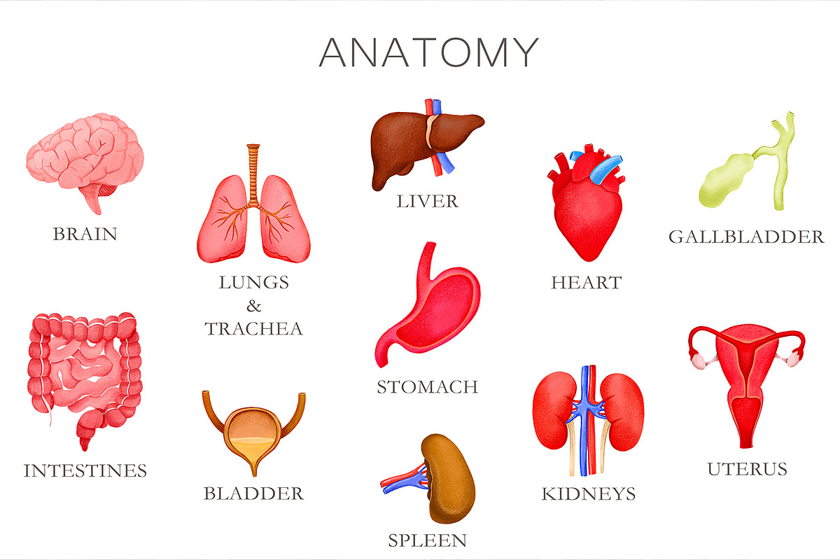 Human Internal Organs Clipart, a Healthcare Illustration by the_myro (Photo 2 of 11)