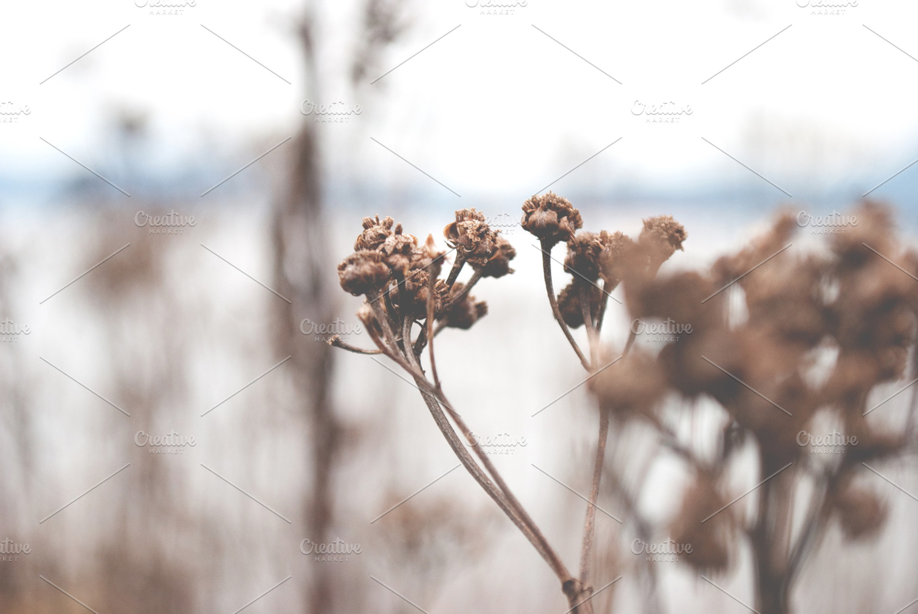Winter Flower
