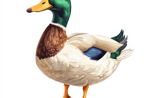 Mallard Duck Detailed Illustration B, an Animal Photo by Pixeness Studio