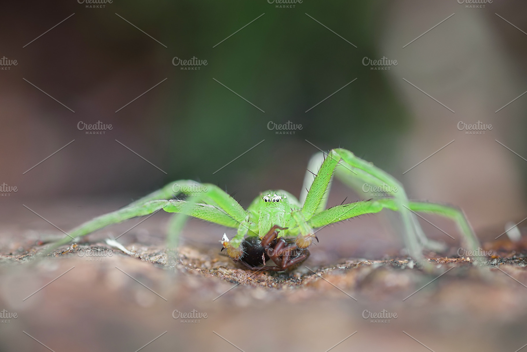 Green huntsman Micrommata virescens, an Animal Photo by AlexBush