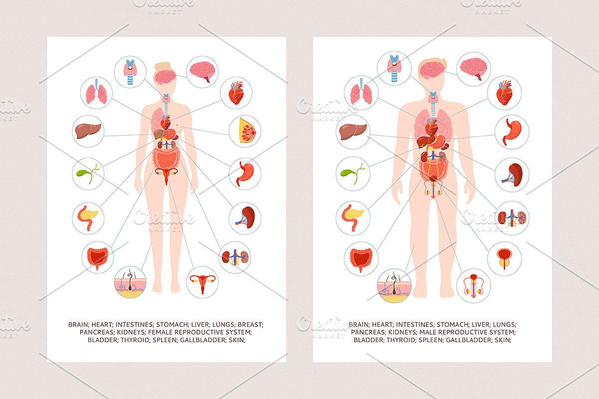 Human internal organs illustration, a Healthcare Illustration by Neliakott ♥ (Photo 4 of 7)