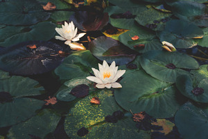Waterlilly in a garden pond