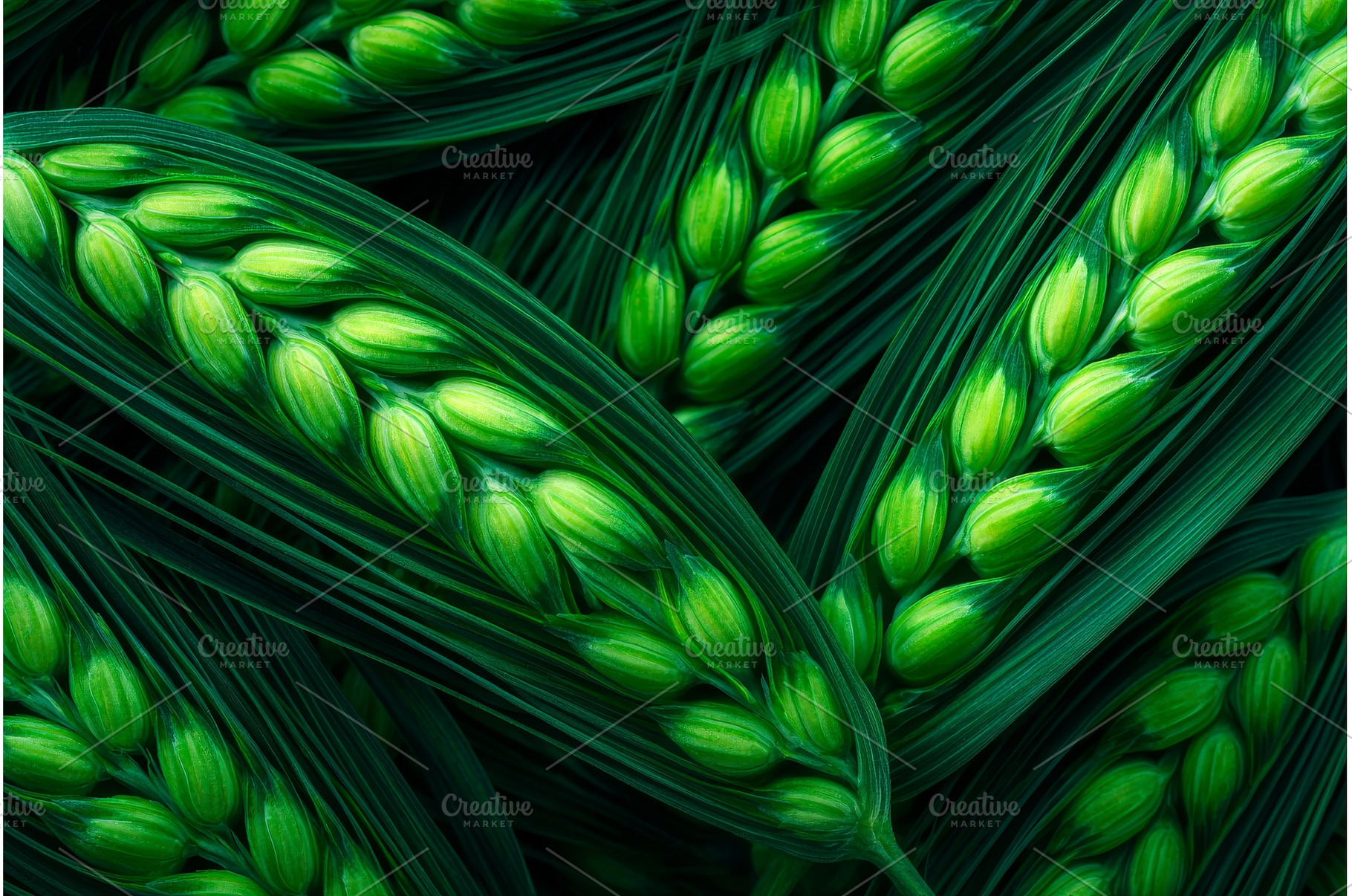 Switchgrass is utilized as a, an Industrial Photo by ZinetroN