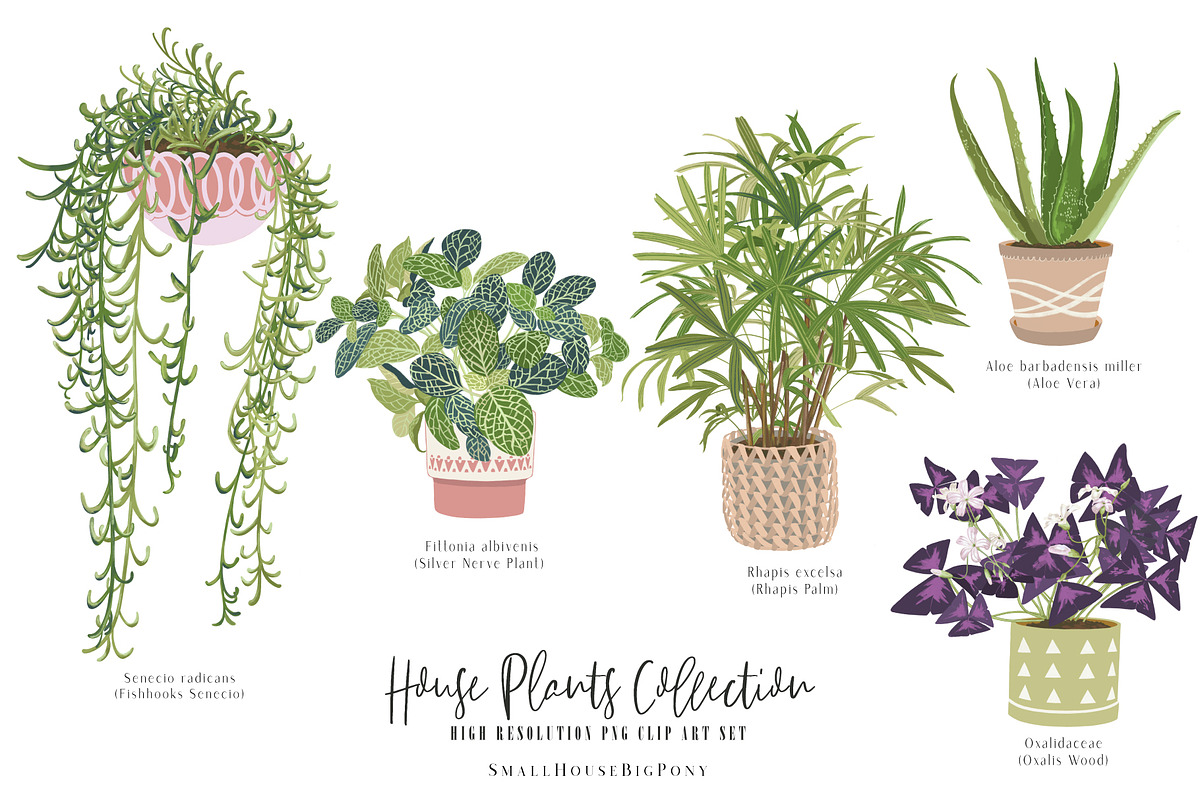 House Plants Collection Set II, a Graphic by SmallHouseBigPony (Photo 10 of 21)