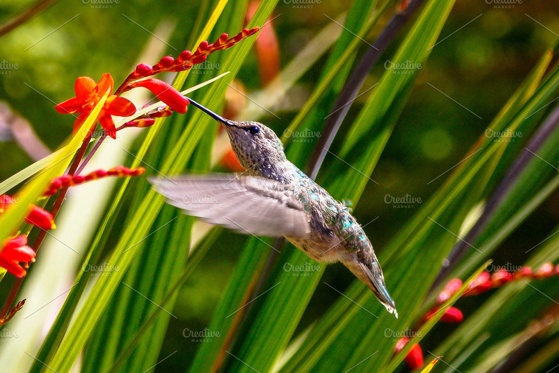 Hummingbird on Crocosmia, a Nature Photo by Jillian Butolph