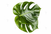 Monstera isolated leaves, a Product Mockup by JustLikeMyDesktop (Thumbnail 2 of 2)
