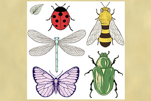 Various Insects Collection