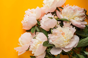 White peony on orange table featuring above, anniversary, and background