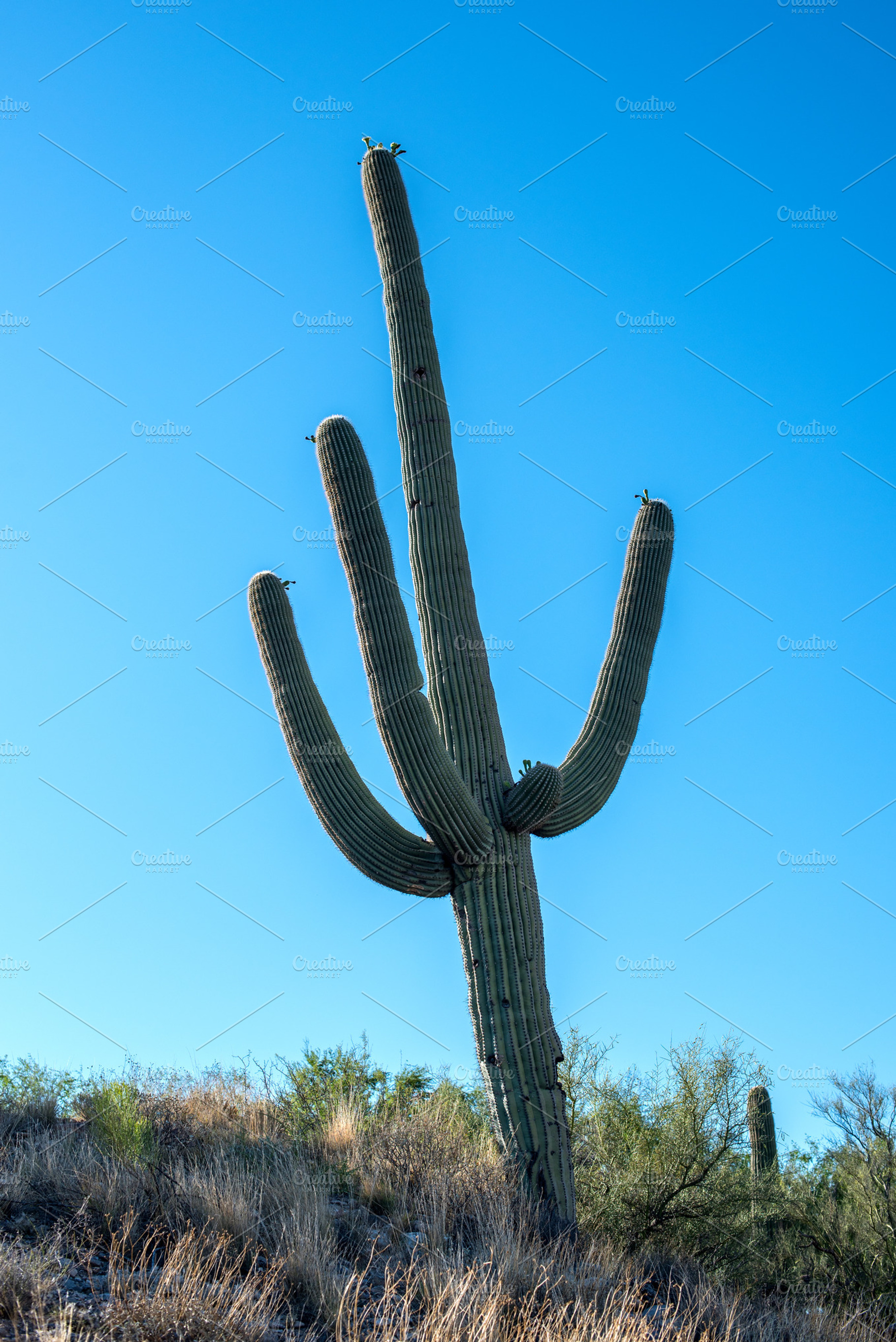 lonely Saguaro, a Photo by Travel Camera
