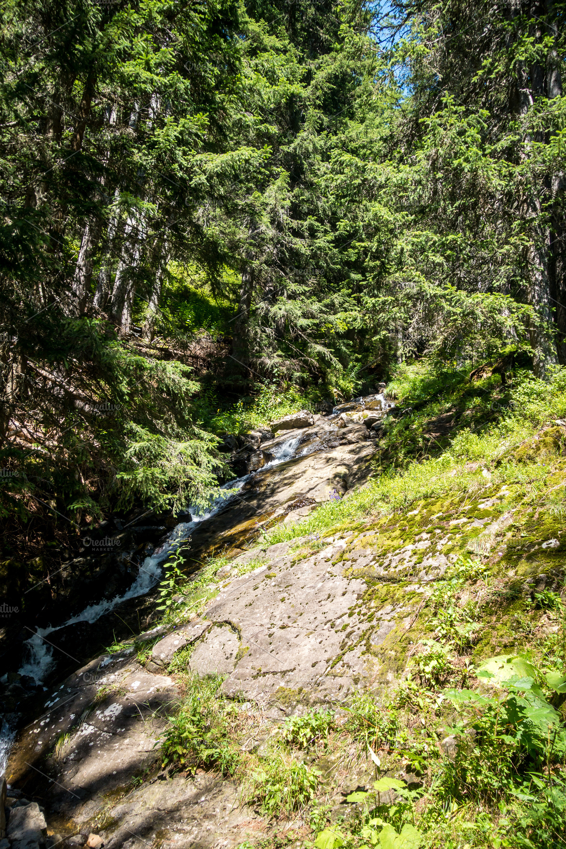 Forest and stream landscape in The Grand-Bornand, France, a Nature Photo by GoodGoods
