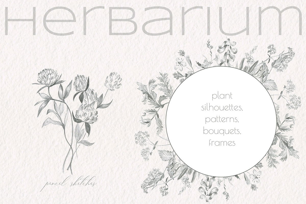 Herbarium. Pencil sketches, a Decorative Illustration by Love Watercolor Store (Photo 1 of 8)