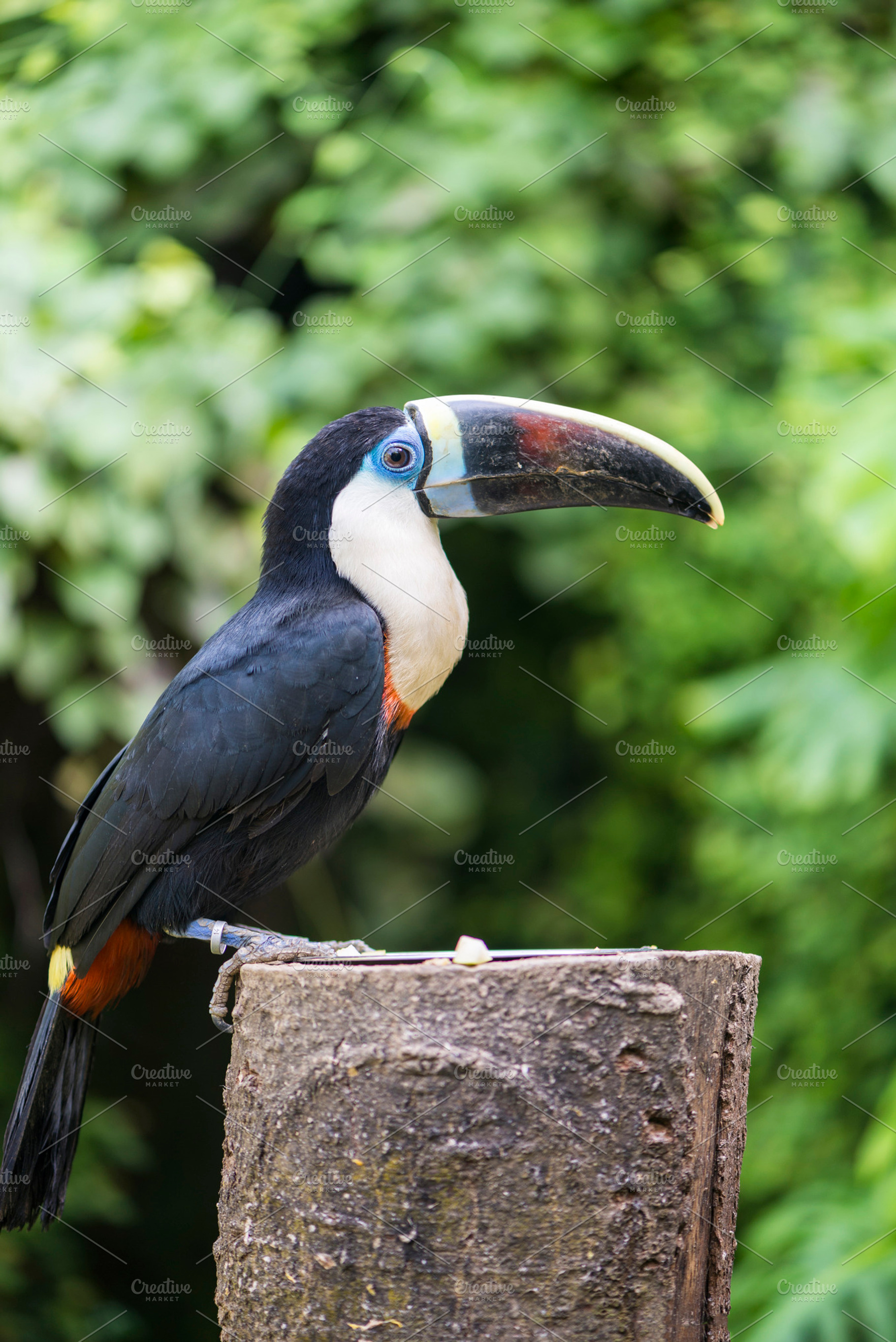 Tucan tucanus ramphastos featuring tucan, tucanus ramphastos, and animal, an Animal Photo by Arnaufoto