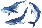 Watercolor whale Clipart Ocean whale, an Object Graphic by KomtsyanTatyanaArt (Thumbnail 2 of 4)