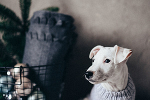 Puppy featuring puppy, dog, and newyear