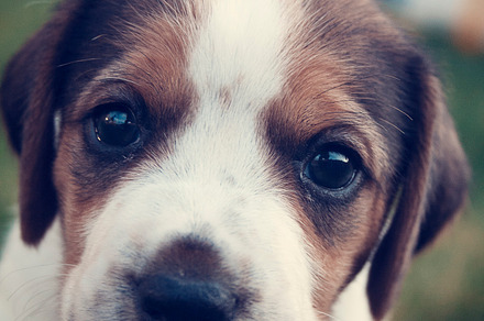 Beagle Puppy In Meadow preview 3